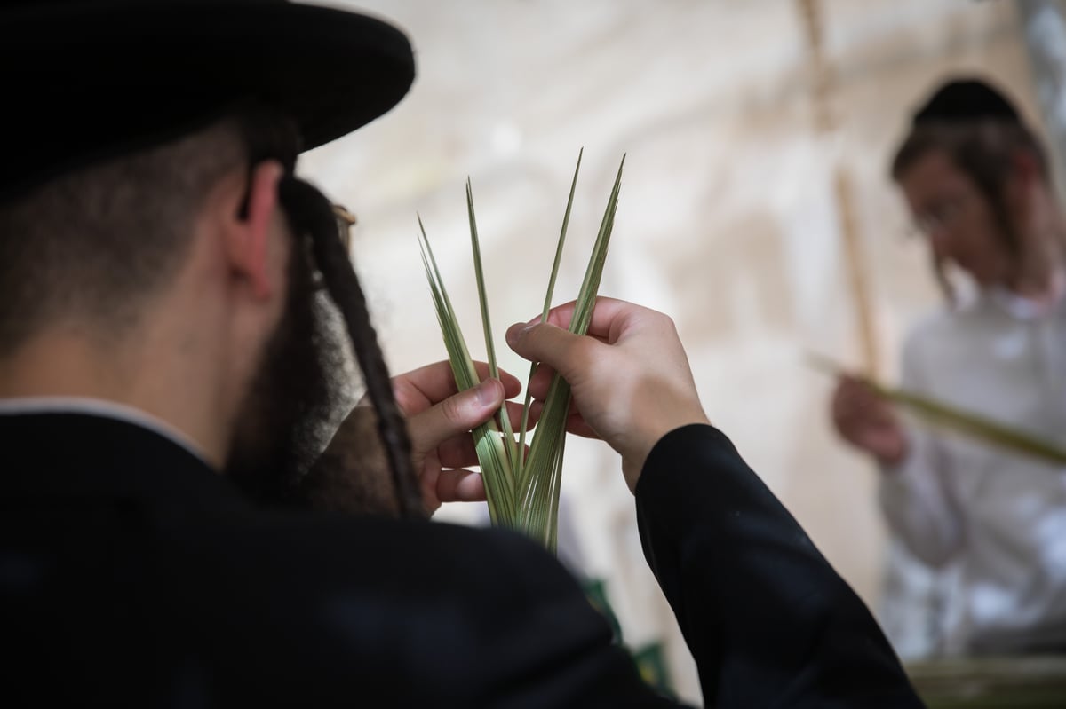 כך בוחרים ארבעת המינים בירושלים • צפו