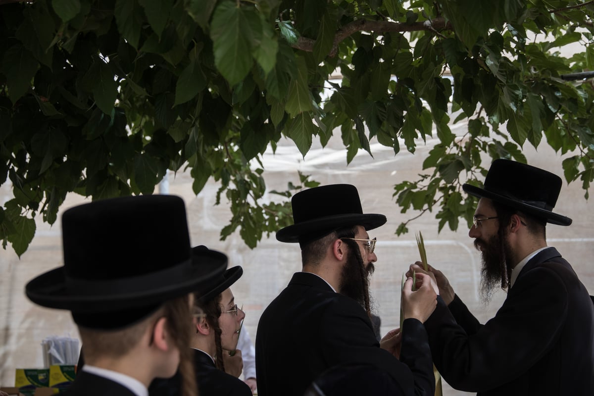 כך בוחרים ארבעת המינים בירושלים • צפו