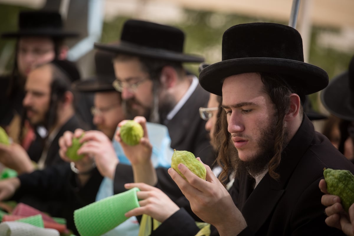 כך בוחרים ארבעת המינים בירושלים • צפו