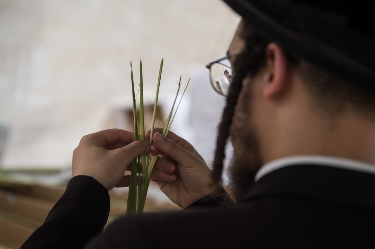 כך בוחרים ארבעת המינים בירושלים • צפו