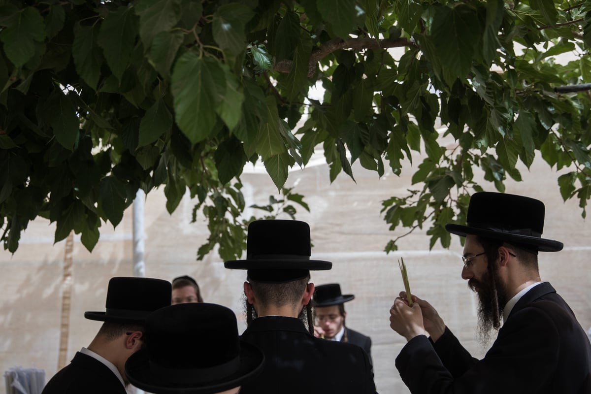 כך בוחרים ארבעת המינים בירושלים • צפו