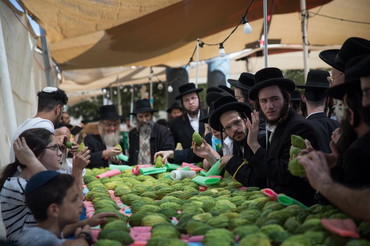 כך בוחרים ארבעת המינים בירושלים • צפו