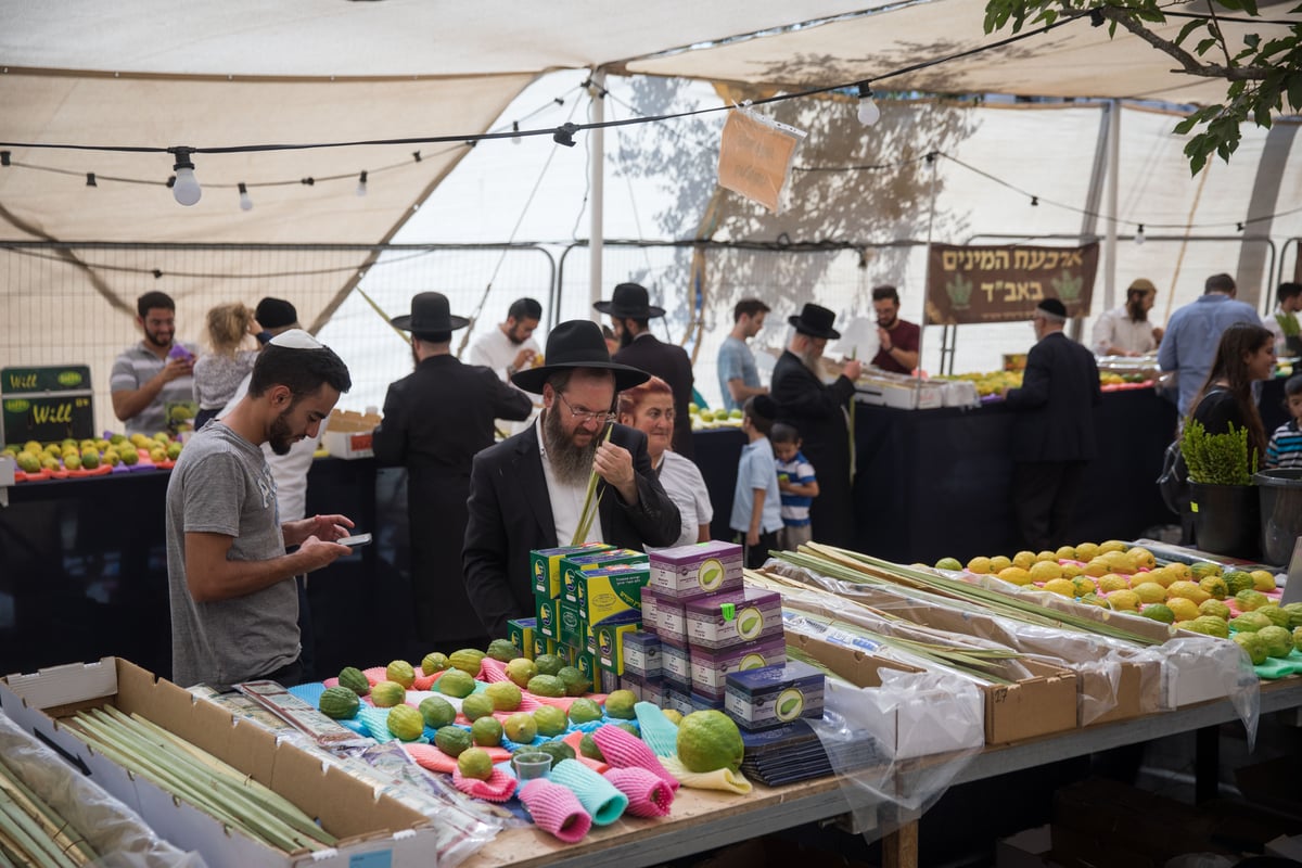 כך בוחרים ארבעת המינים בירושלים • צפו