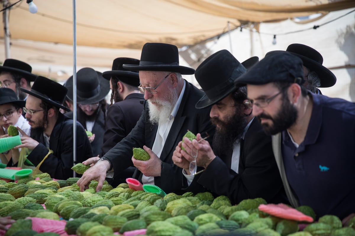 כך בוחרים ארבעת המינים בירושלים • צפו