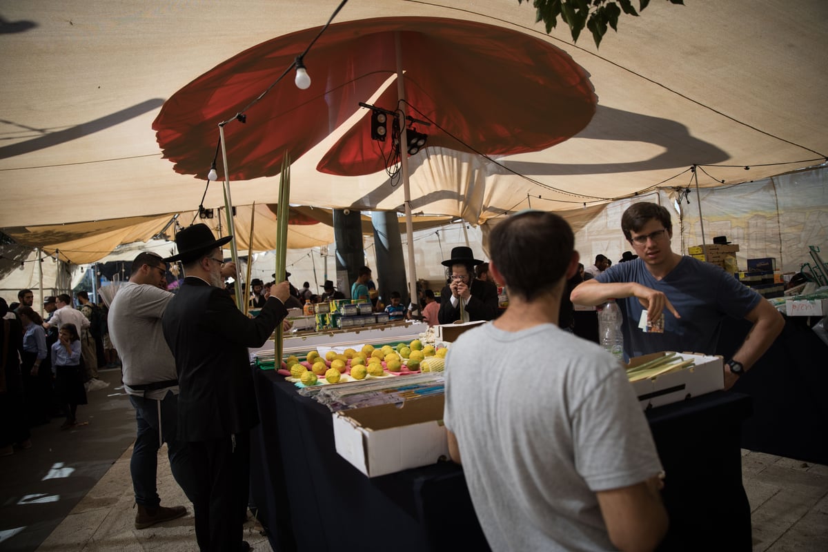 כך בוחרים ארבעת המינים בירושלים • צפו