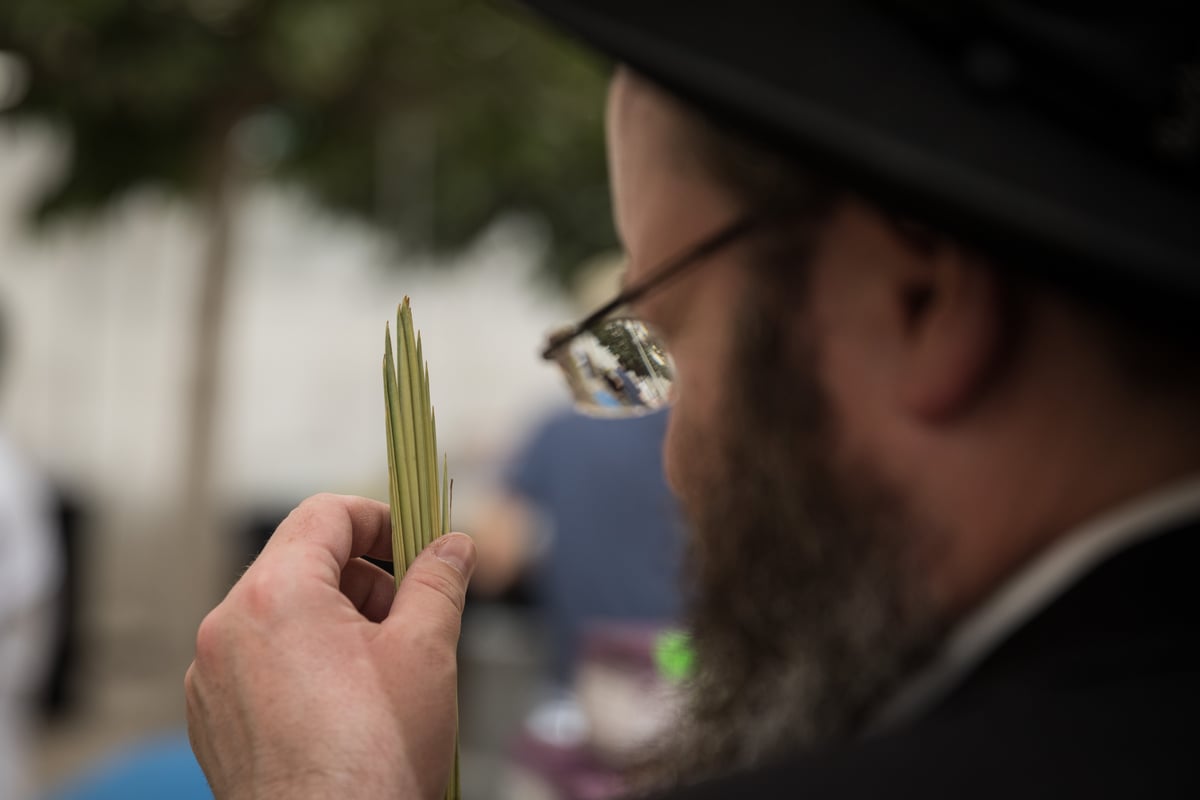 כך בוחרים ארבעת המינים בירושלים • צפו