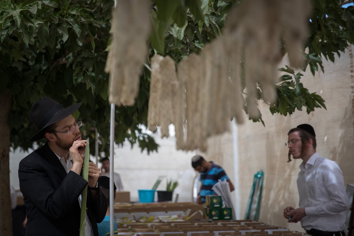 כך בוחרים ארבעת המינים בירושלים • צפו