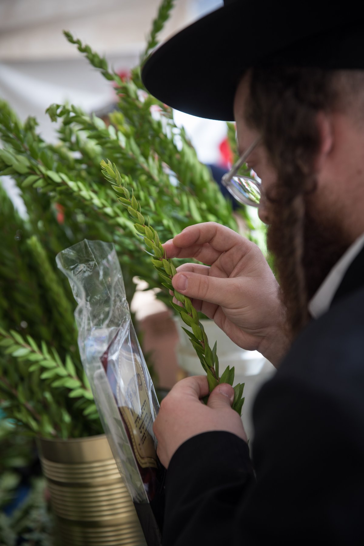 כך בוחרים ארבעת המינים בירושלים • צפו