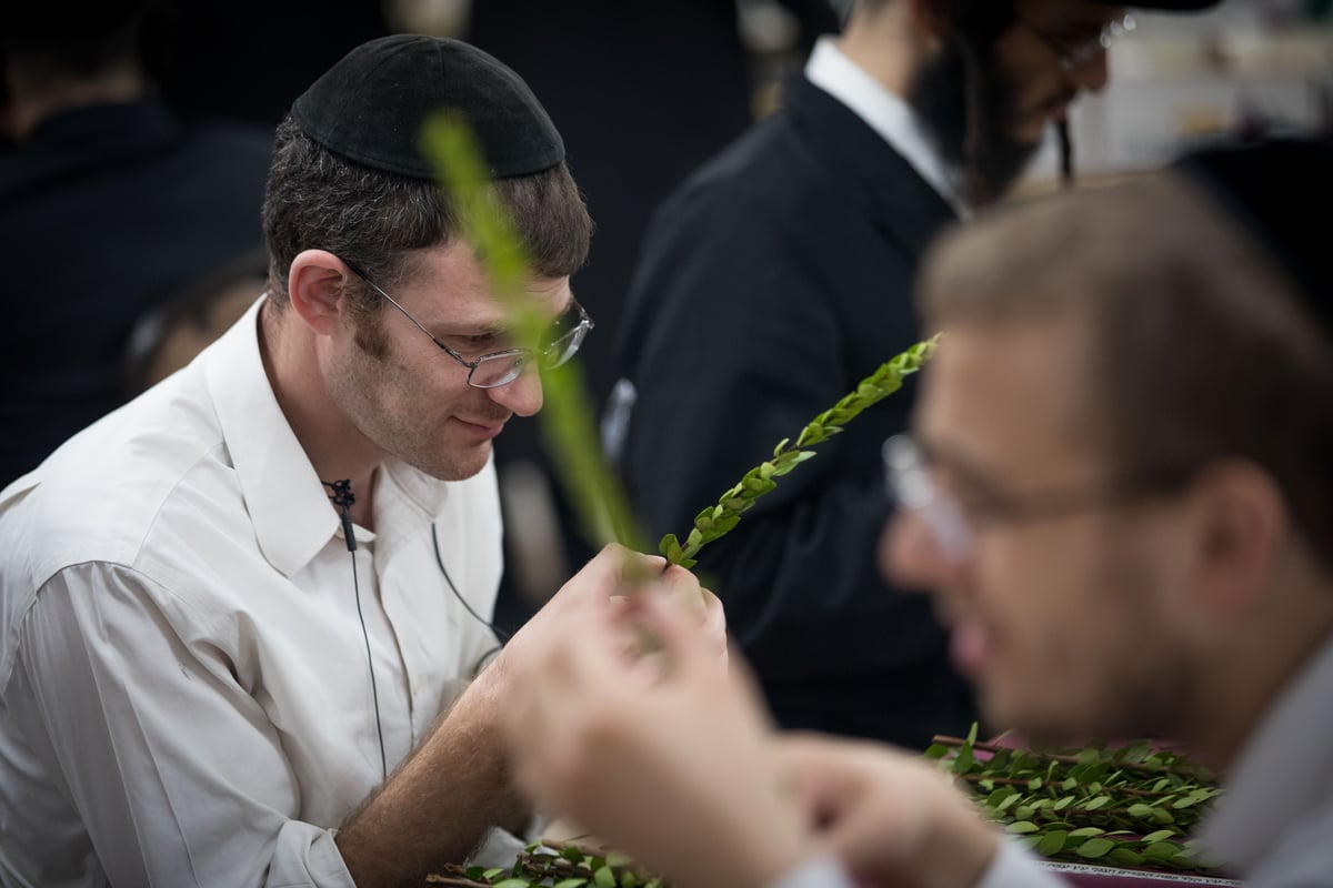 מאה שערים מתכוננת לחג הסוכות • גלריה