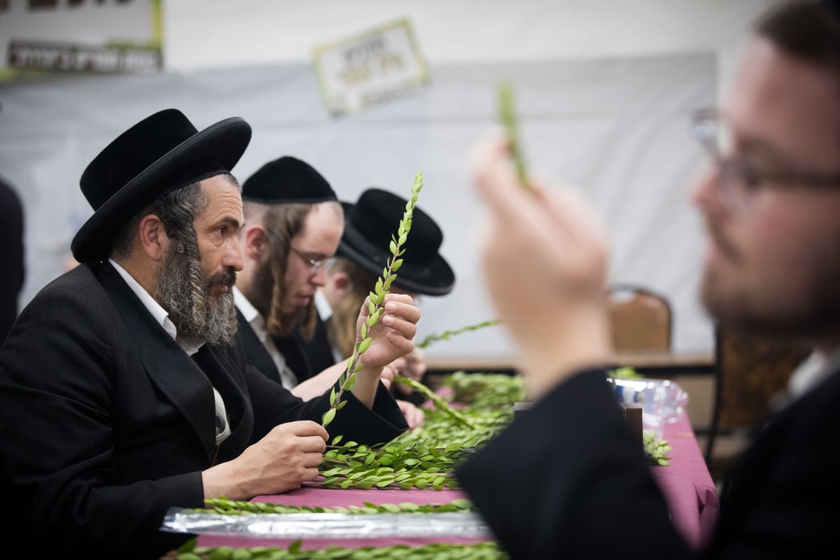 מאה שערים מתכוננת לחג הסוכות • גלריה