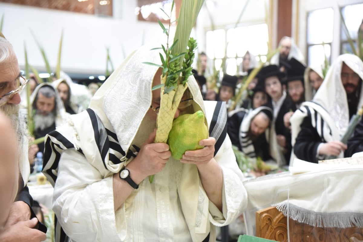 תיעוד מקיף: חג הסוכות בחצר הקודש צאנז