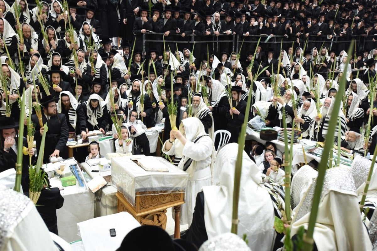 תיעוד מקיף: חג הסוכות בחצר הקודש צאנז