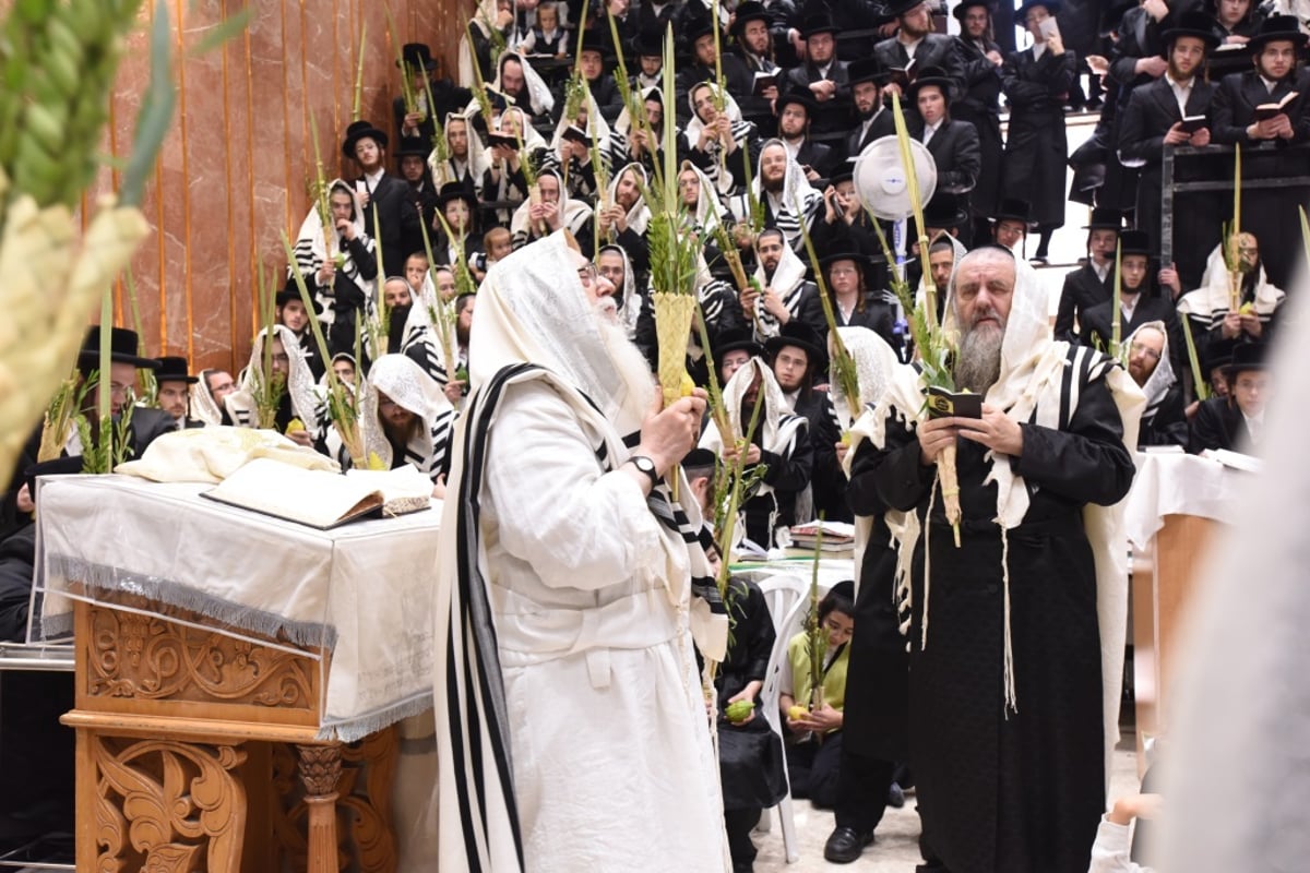 תיעוד מקיף: חג הסוכות בחצר הקודש צאנז