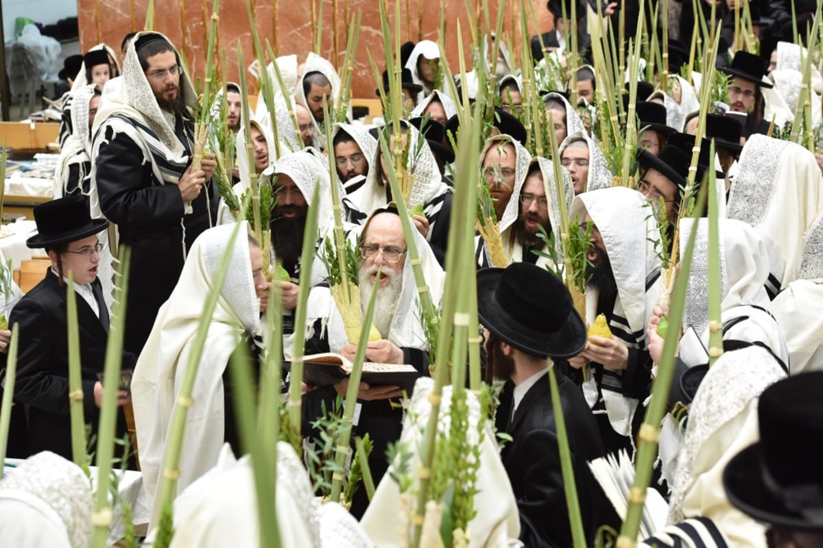 תיעוד מקיף: חג הסוכות בחצר הקודש צאנז