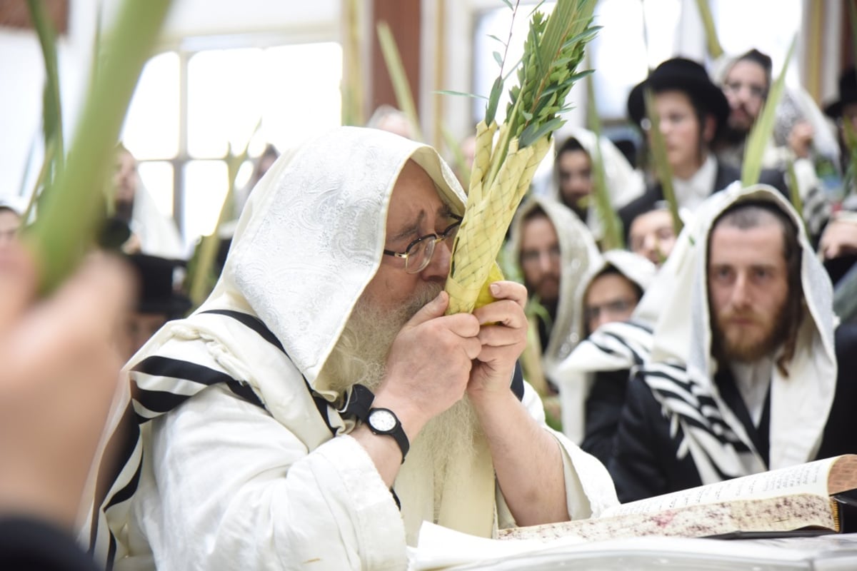 תיעוד מקיף: חג הסוכות בחצר הקודש צאנז