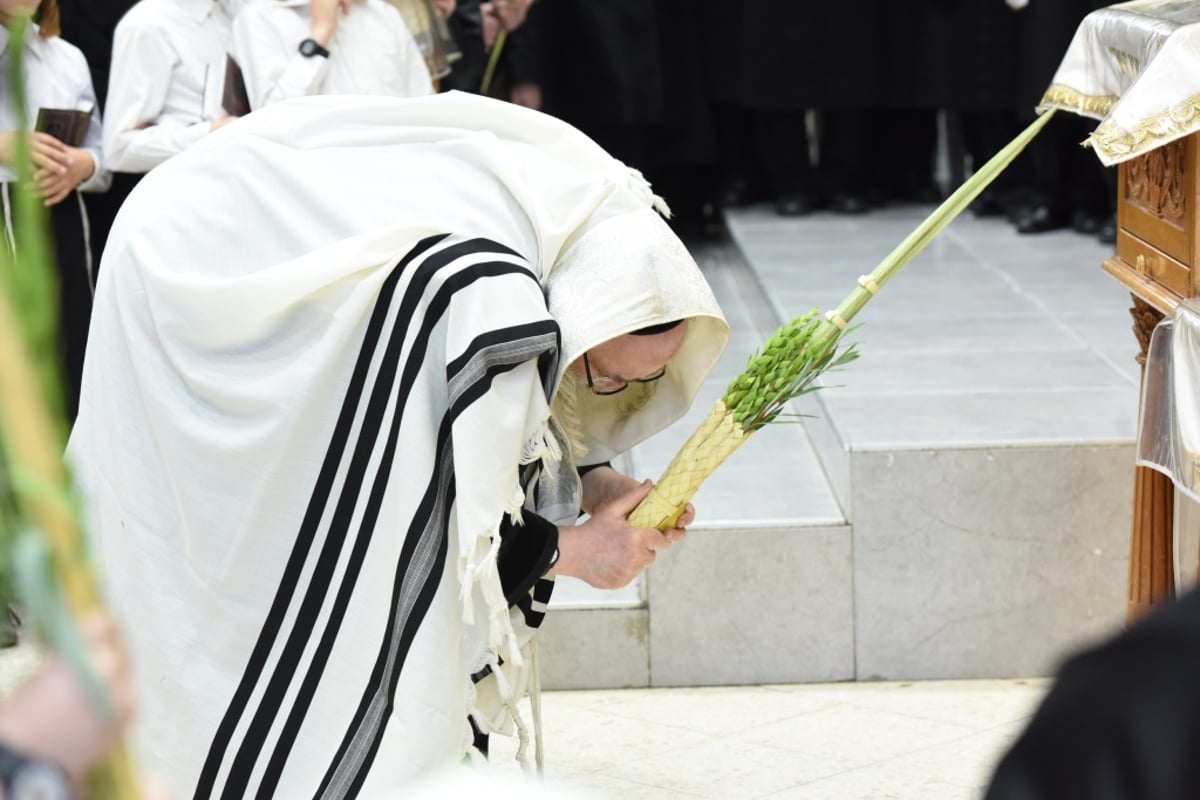 תיעוד מקיף: חג הסוכות בחצר הקודש צאנז