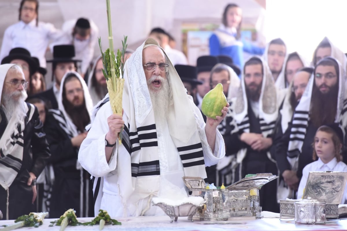 תיעוד מקיף: חג הסוכות בחצר הקודש צאנז