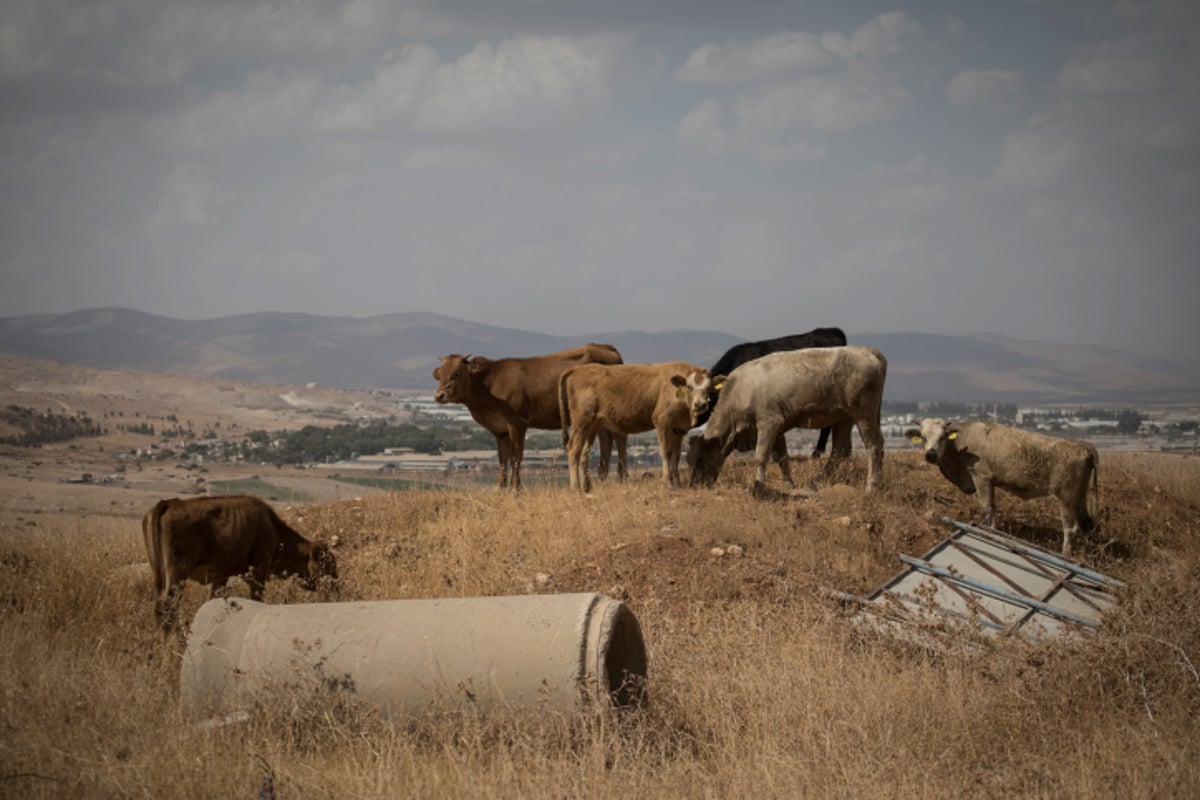 פרות ביישוב שדמות מחולה בבקעת הירדן