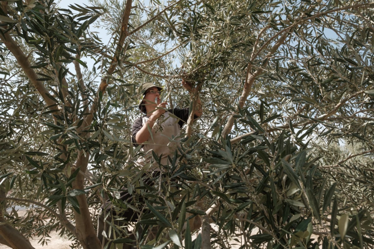 מעץ הזית ועד לבקבוק שמן הזית  - גלריה