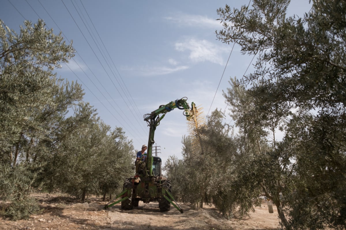 מעץ הזית ועד לבקבוק שמן הזית  - גלריה