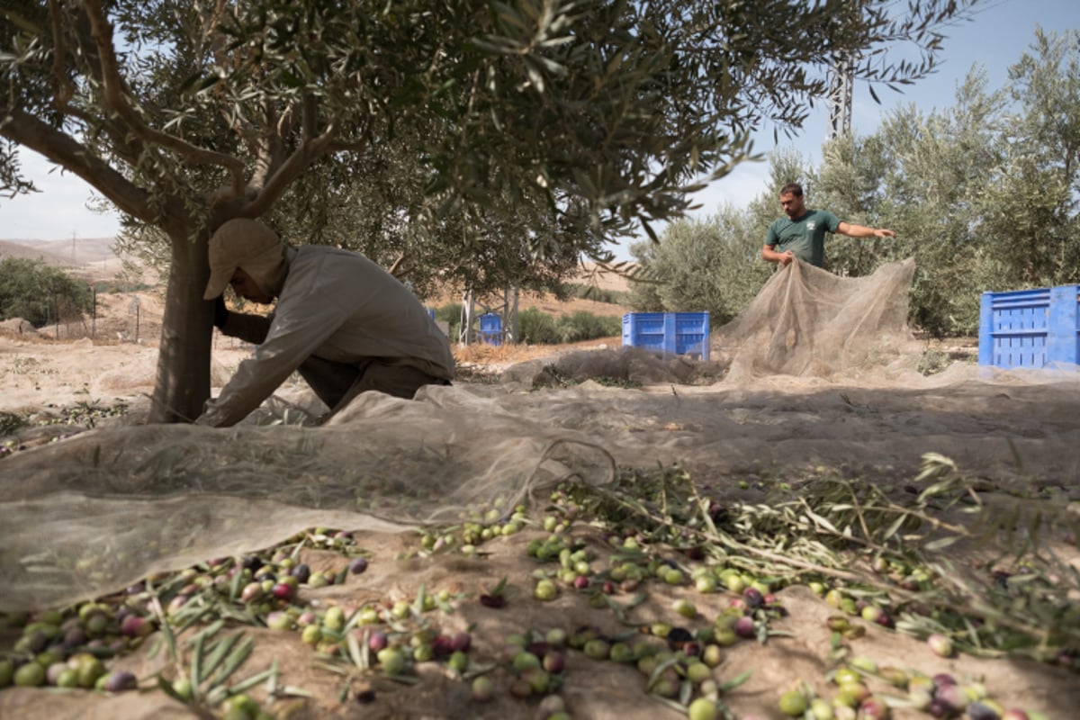 מעץ הזית ועד לבקבוק שמן הזית  - גלריה