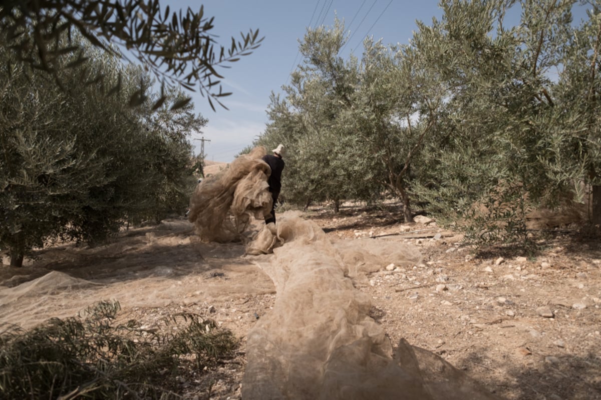 מעץ הזית ועד לבקבוק שמן הזית  - גלריה