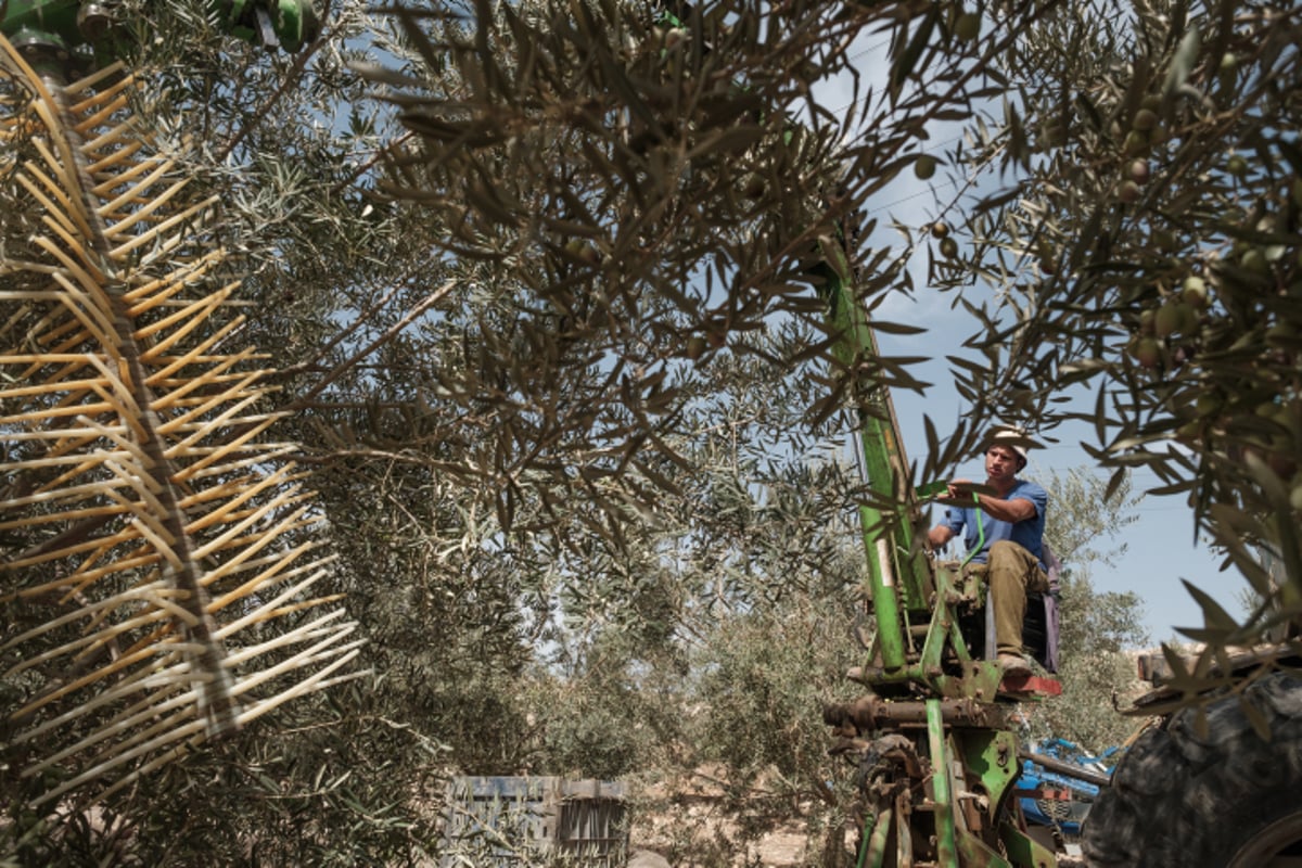 מעץ הזית ועד לבקבוק שמן הזית  - גלריה