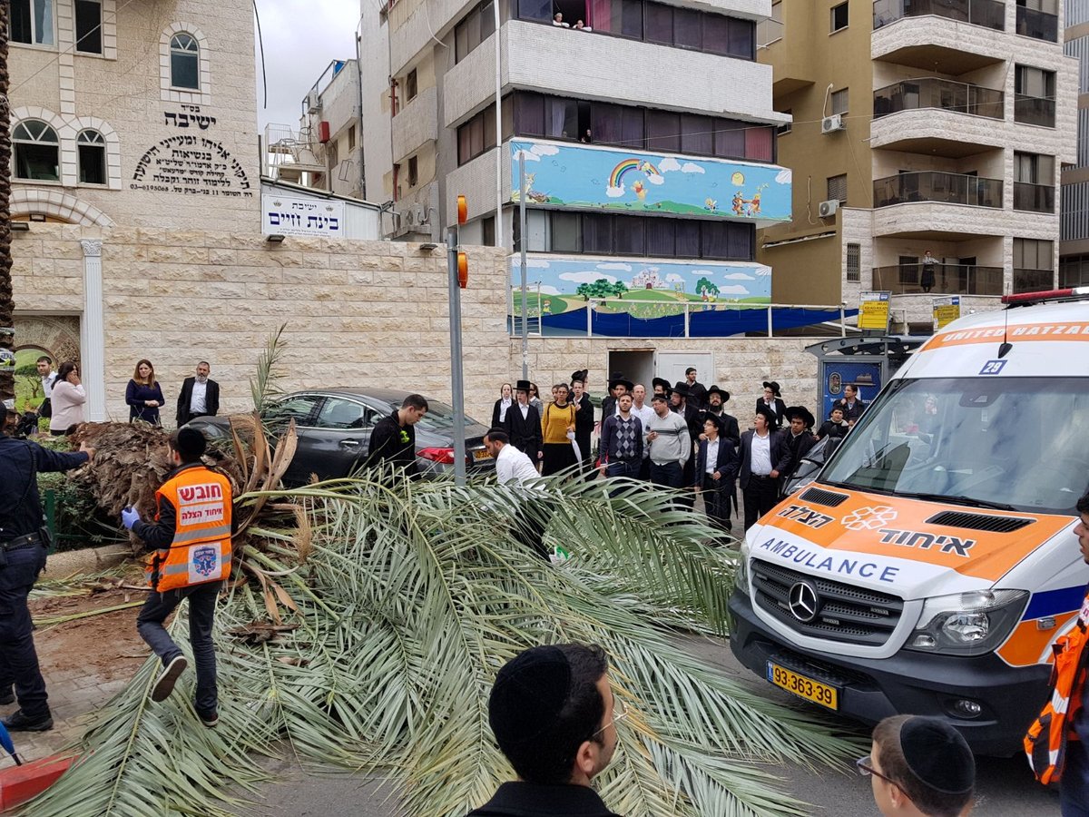 עץ דקל קרס בבני ברק; גבר נפצע בינוני