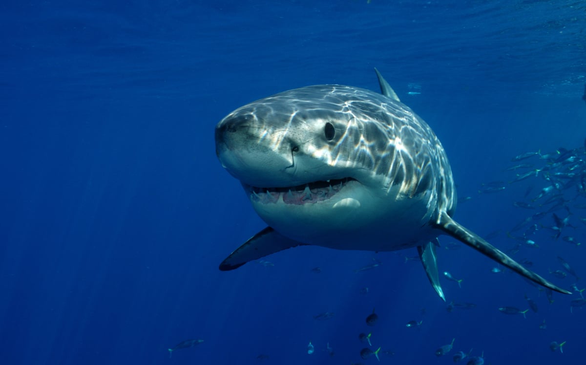 כלה שיצאה לחופשה בקריביים הותקפה על ידי כריש