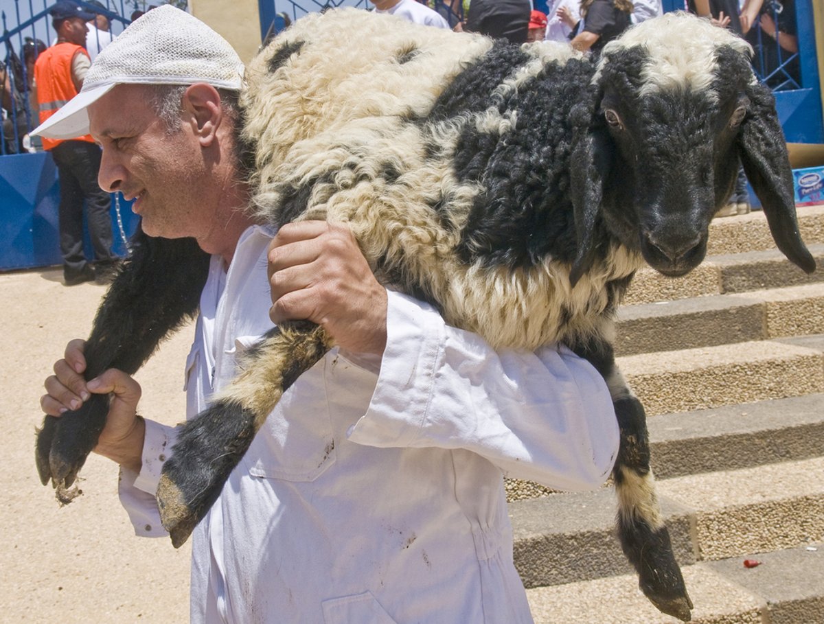 בהמה בדרך לשחיטה. אילוסטרציה