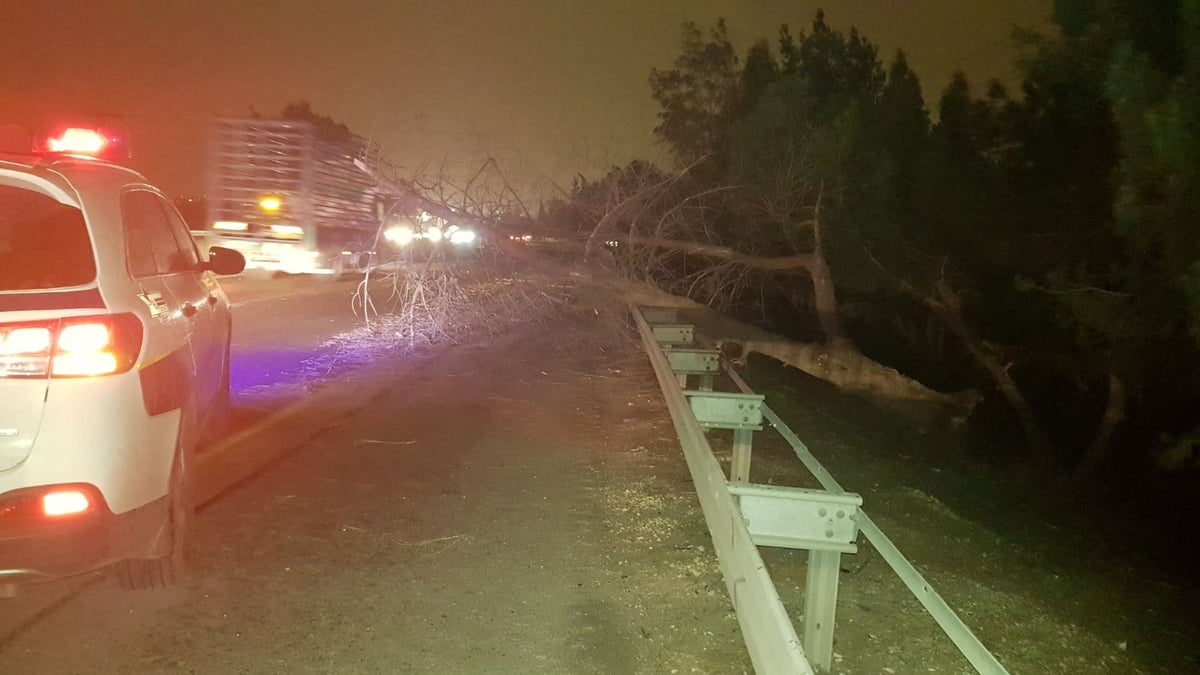 הסופה החלה: עצים קרסו באלעד ובבני ברק