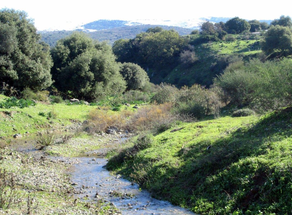 השלג ברמת הגולן והזרימות העזות בנחלי הצפון • צפו