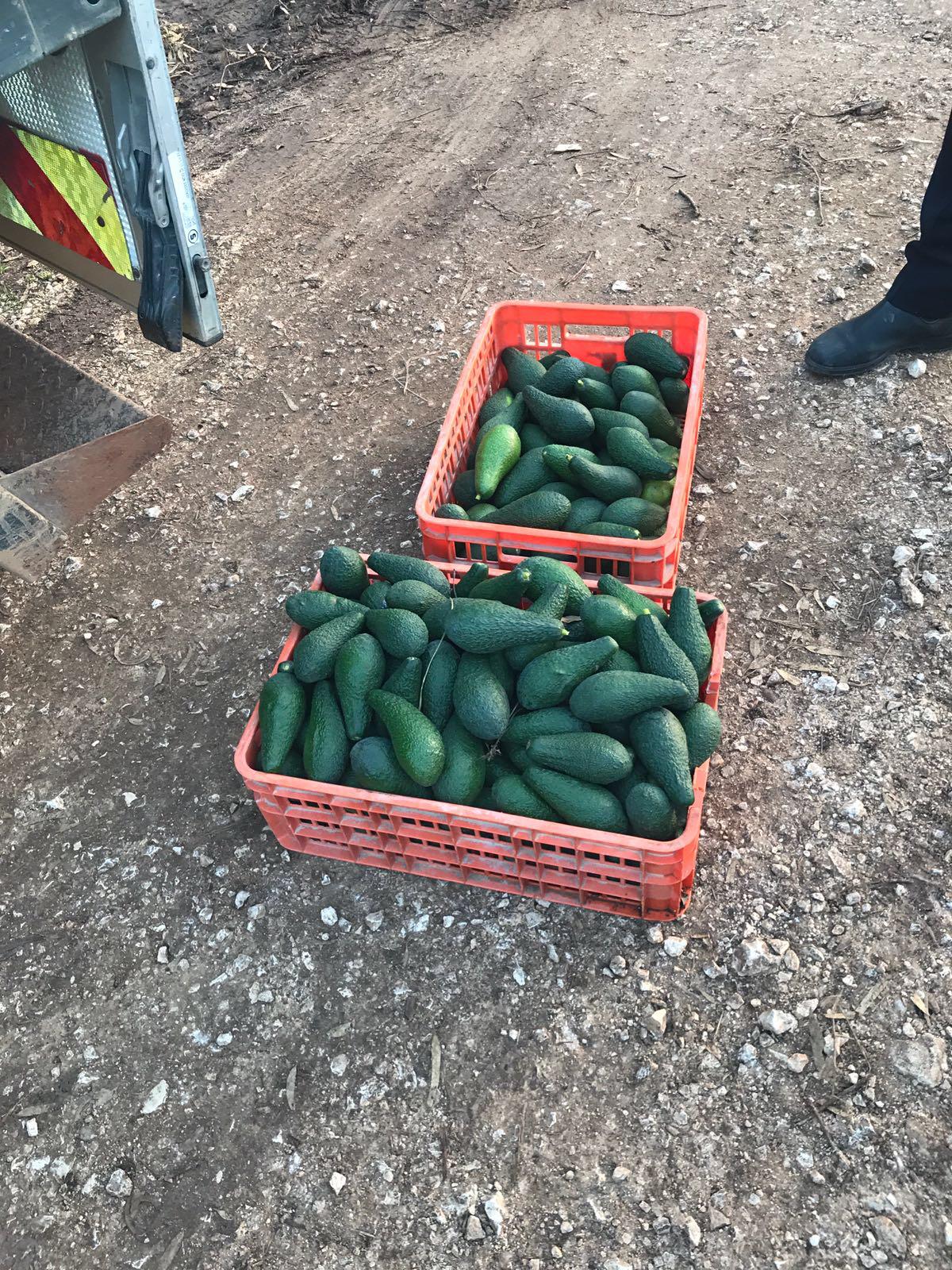 משעשע: גנב 50 ק"ג אבוקדו בשביל... "סלט"