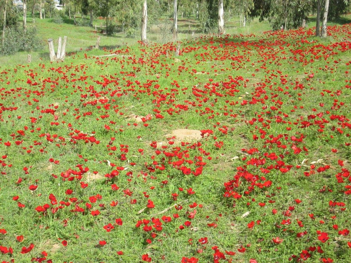 "צבע אדום" - מרבדי כלניות בנגב  • גלריה