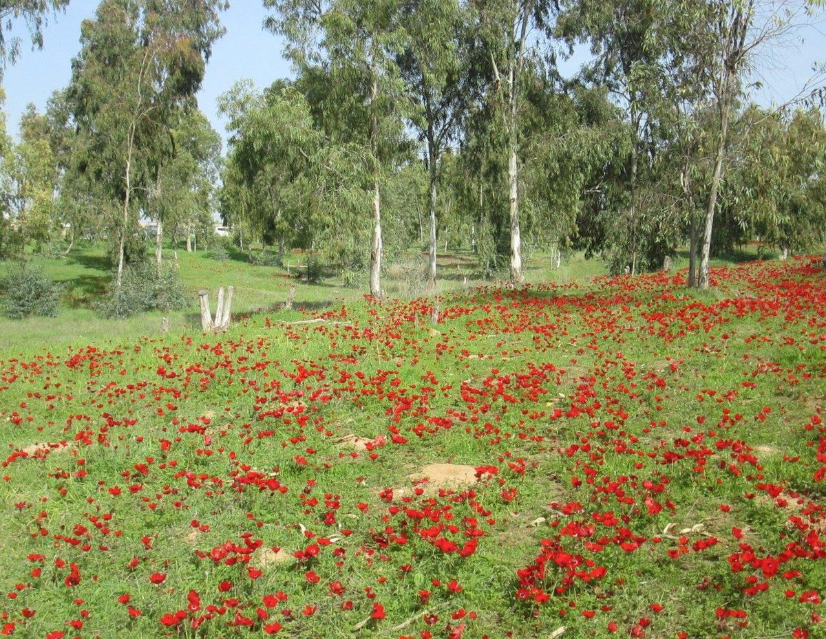 "צבע אדום" - מרבדי כלניות בנגב  • גלריה