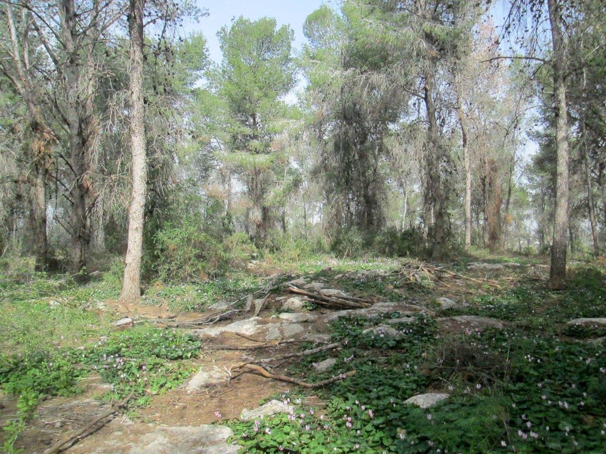 טיול מצולם לגבעת הרקפות של טל שחר