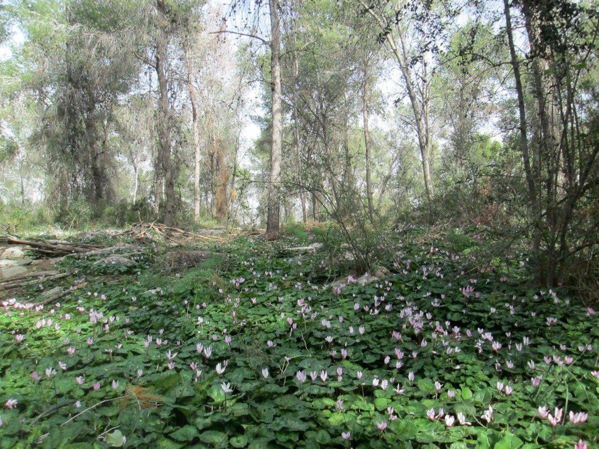 טיול מצולם לגבעת הרקפות של טל שחר