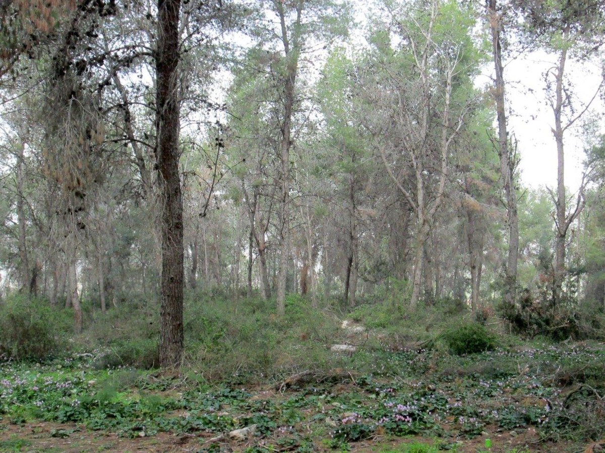 טיול מצולם לגבעת הרקפות של טל שחר