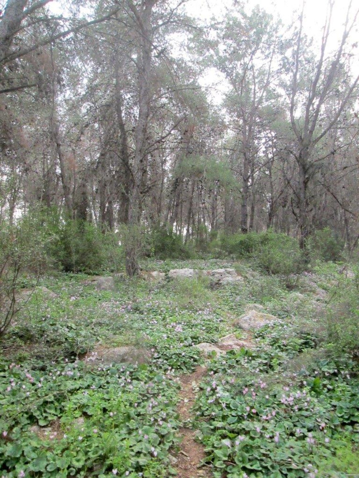 טיול מצולם לגבעת הרקפות של טל שחר