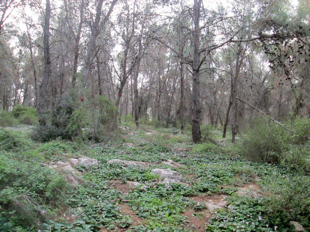 טיול מצולם לגבעת הרקפות של טל שחר