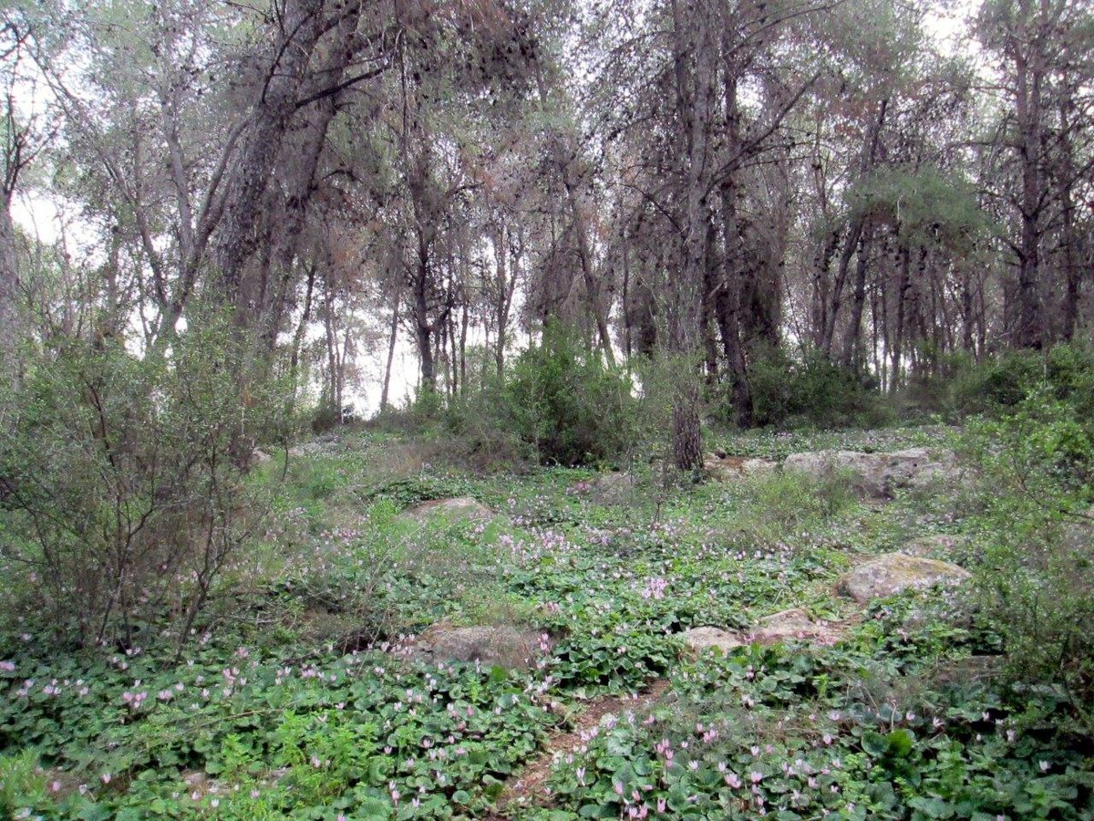 טיול מצולם לגבעת הרקפות של טל שחר