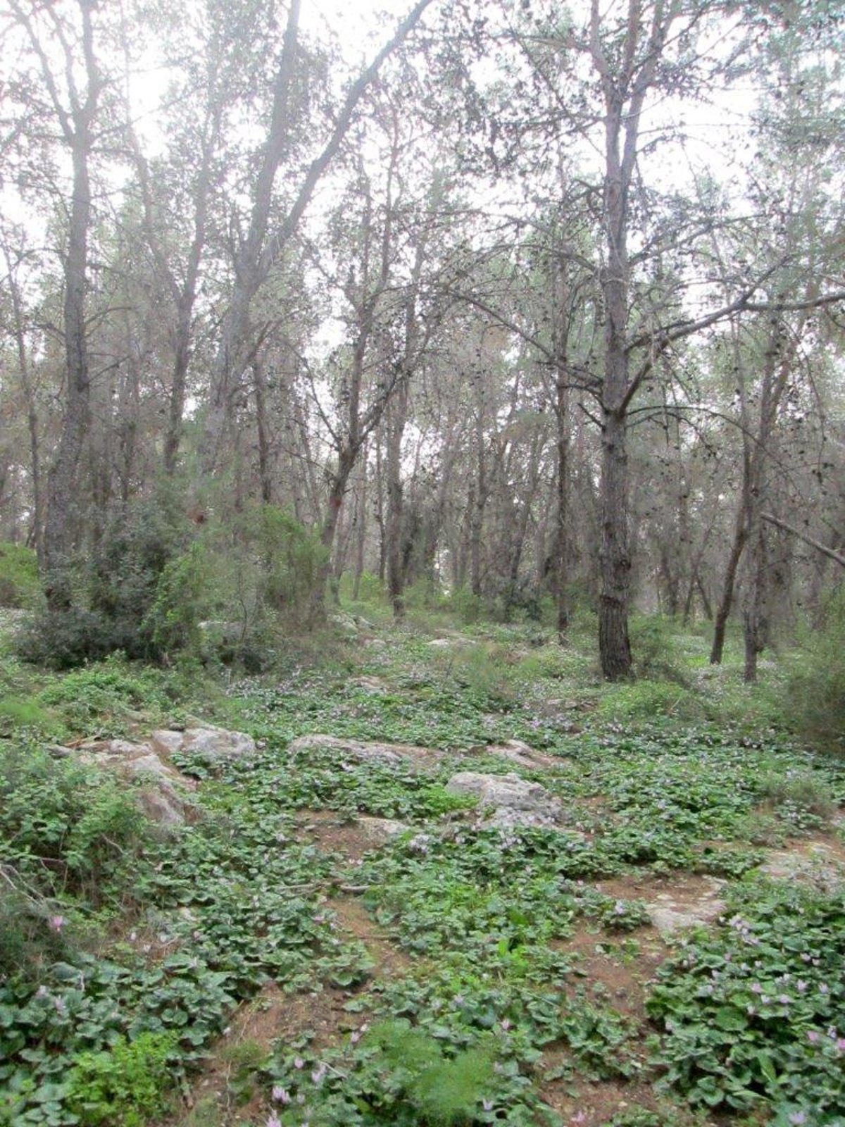 טיול מצולם לגבעת הרקפות של טל שחר