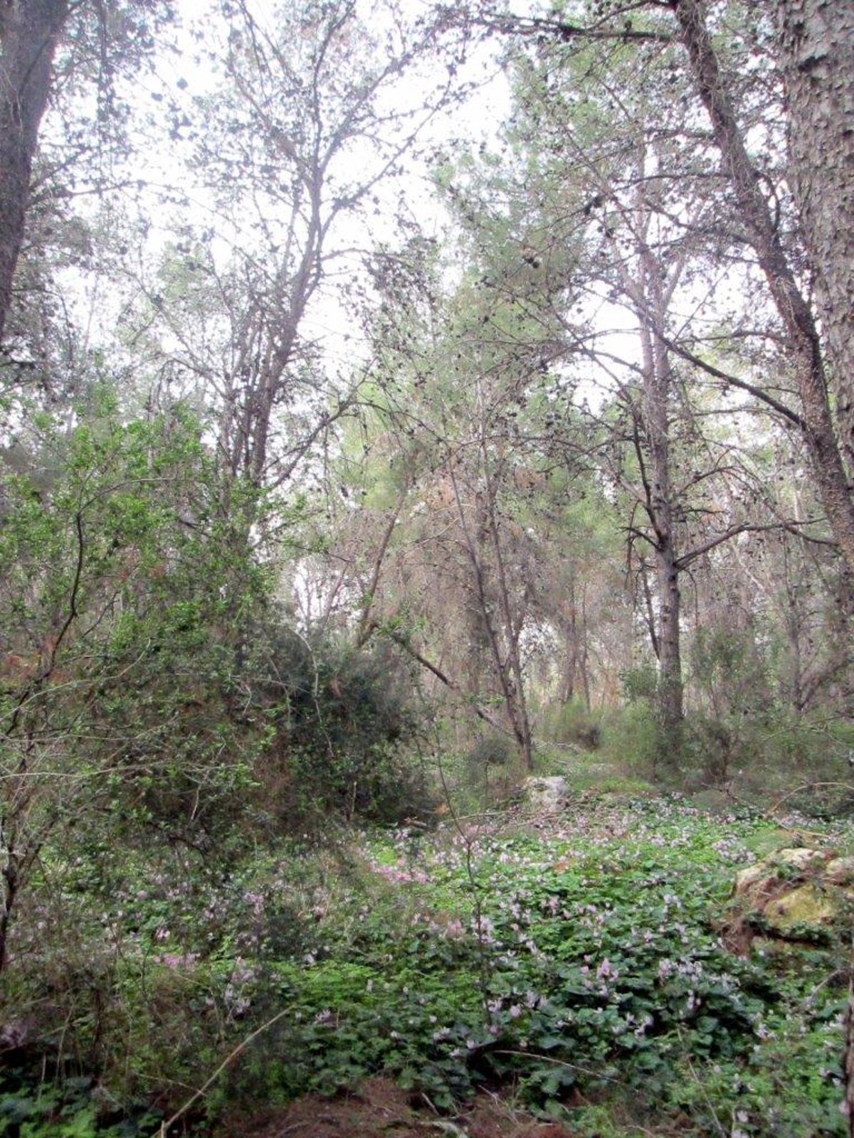 טיול מצולם לגבעת הרקפות של טל שחר