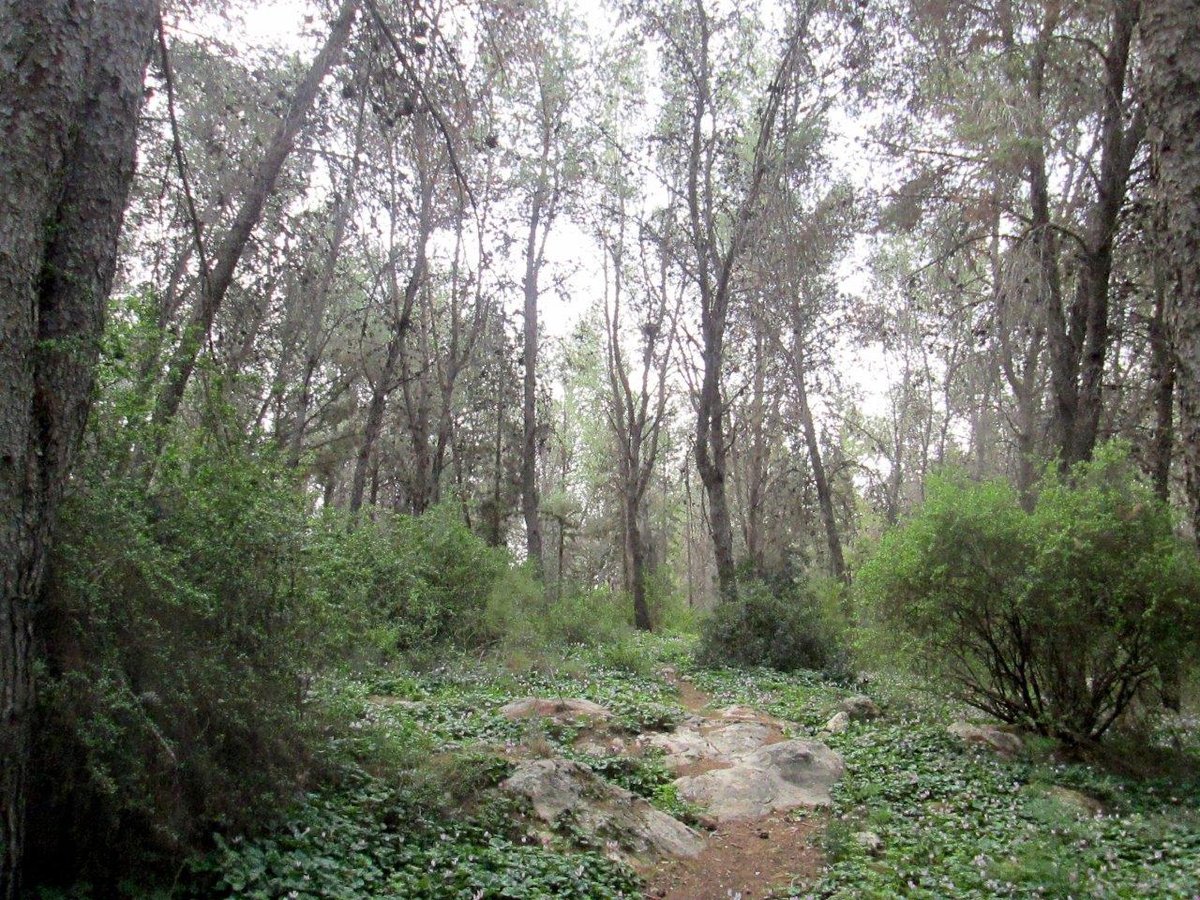 טיול מצולם לגבעת הרקפות של טל שחר