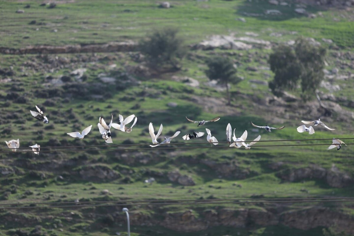 תשתיות לקויות אבל הרבה שלווה: הצצה לחיים בחמולת ג'האלין