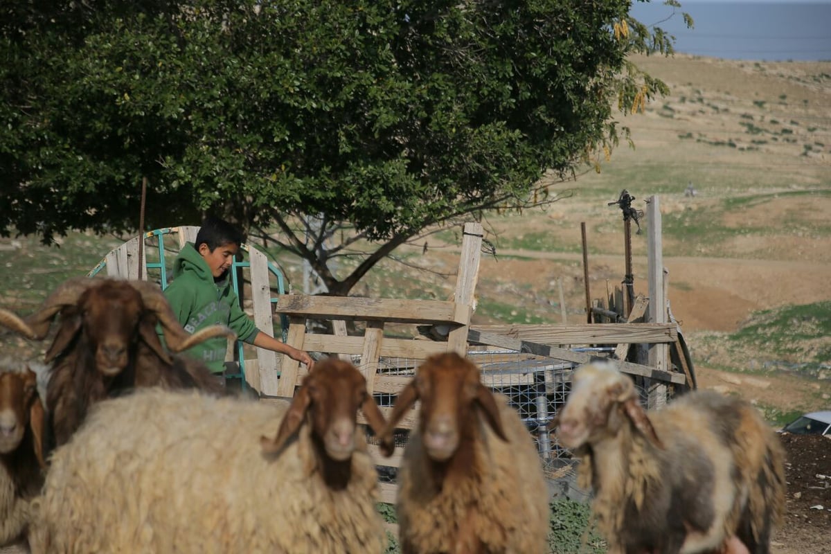 תשתיות לקויות אבל הרבה שלווה: הצצה לחיים בחמולת ג'האלין