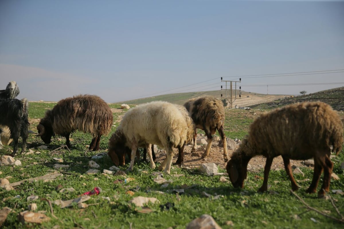 תשתיות לקויות אבל הרבה שלווה: הצצה לחיים בחמולת ג'האלין