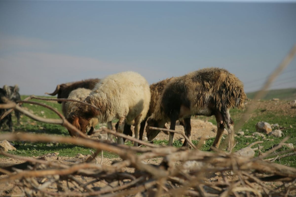 תשתיות לקויות אבל הרבה שלווה: הצצה לחיים בחמולת ג'האלין