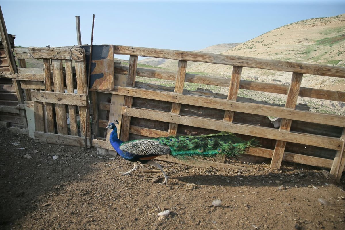 תשתיות לקויות אבל הרבה שלווה: הצצה לחיים בחמולת ג'האלין