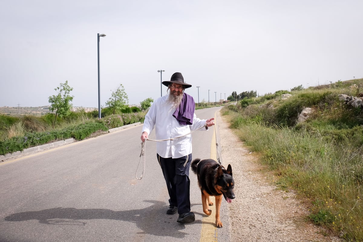 הנתונים: כמה כלבים חיים בקריית ספר החרדית?